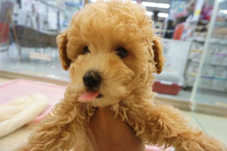 うげ〜捕まったぁ〜… | トイ・プードル - ペットショップ マルワン大倉山 神奈川県横浜市