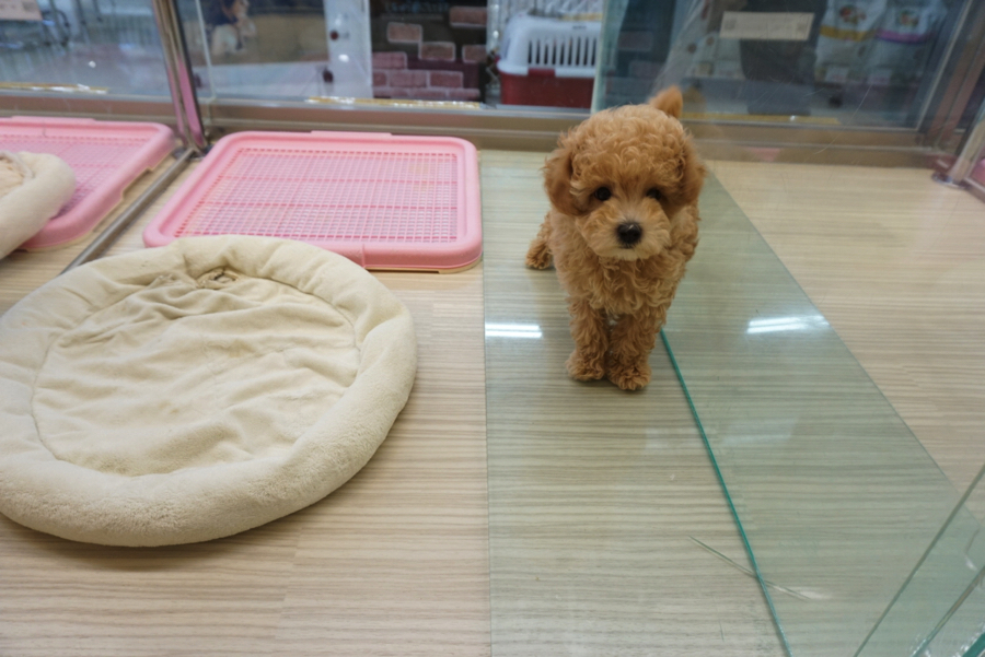 トイ・プードル - ペットショップ マルワン大倉山 神奈川県横浜市