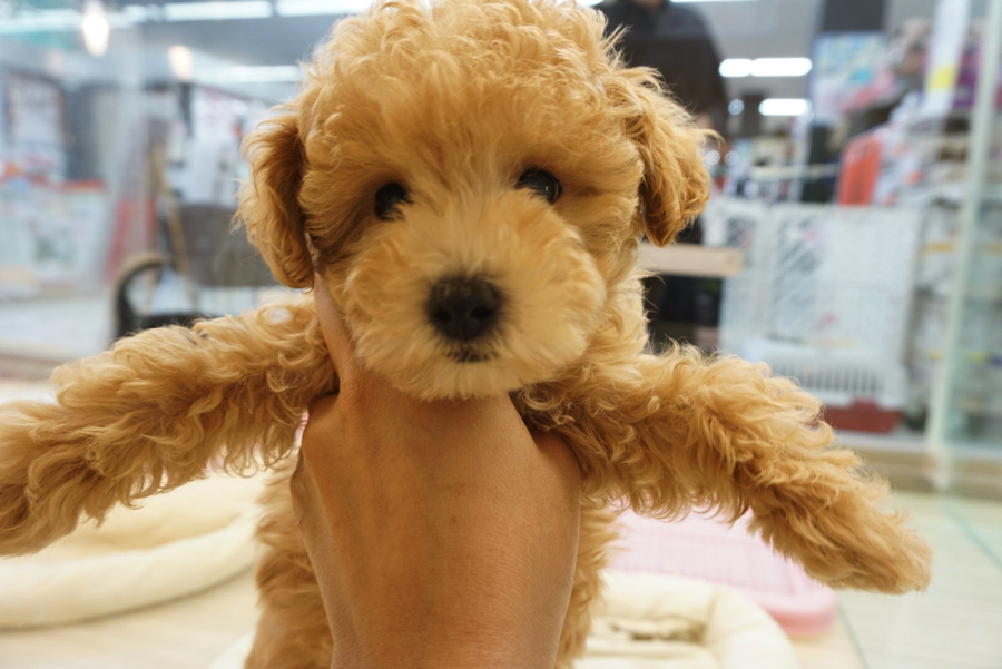 とっても愛らしいお顔 | トイ・プードル - ペットショップ マルワン大倉山 神奈川県横浜市