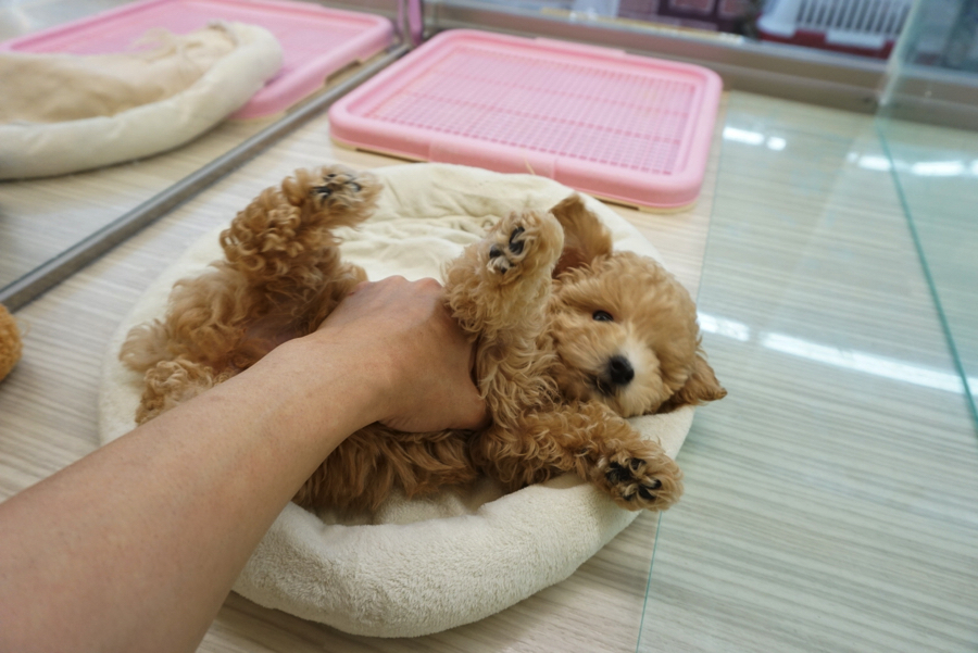 出来るかな?ヘソテンポーズ | トイ・プードル - ペットショップ マルワン大倉山 神奈川県横浜市