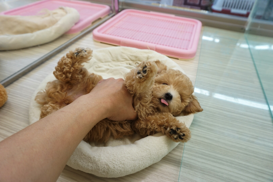 パワフルガールは動きたい | トイ・プードル - ペットショップ マルワン大倉山 神奈川県横浜市