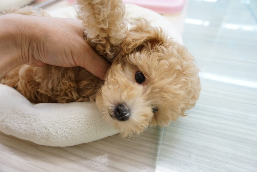 お姉さんには、かないません… | トイ・プードル - ペットショップ マルワン大倉山 神奈川県横浜市