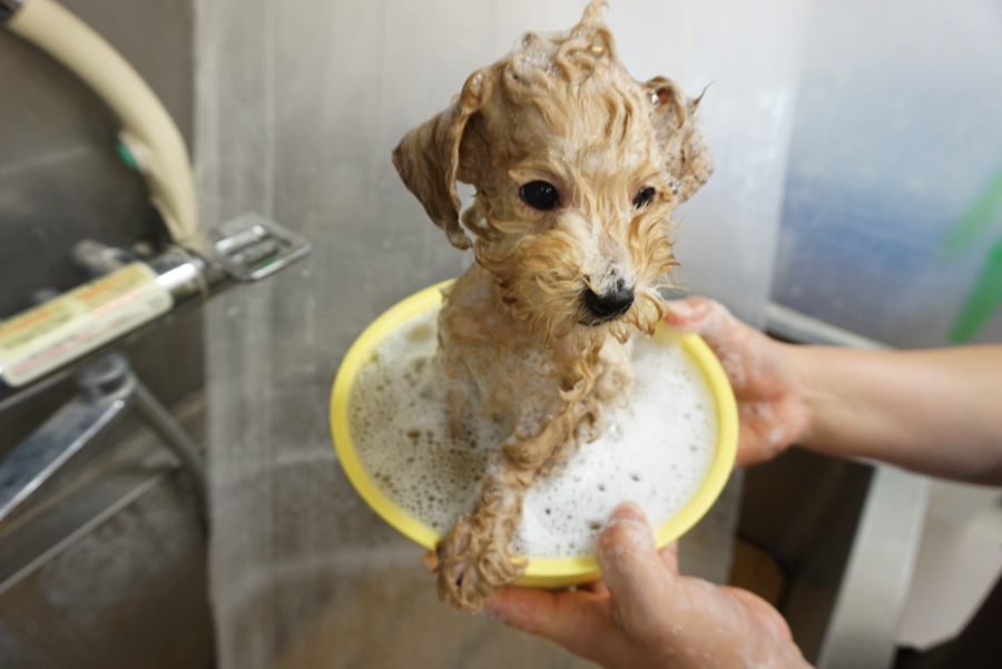 ボールにすっぽり入ってシャンプー | トイ・プードル - ペットショップ マルワン大倉山 神奈川県横浜市