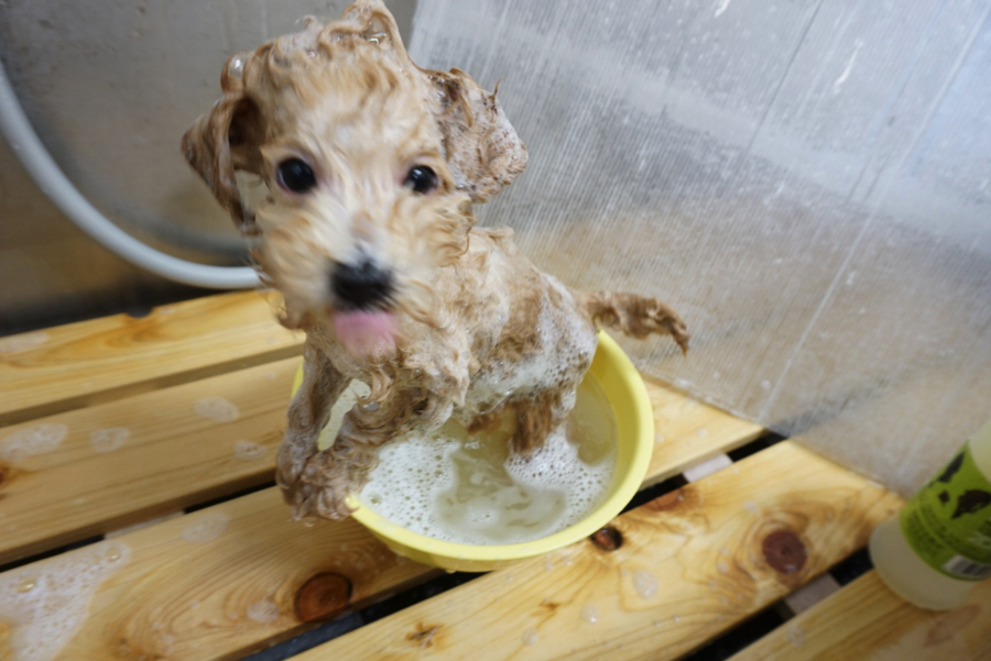 トイプードルちゃんの入浴シーン | トイ・プードル - ペットショップ マルワン大倉山 神奈川県横浜市