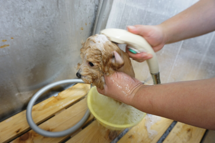 シャンプー中も元気! | トイ・プードル - ペットショップ マルワン大倉山 神奈川県横浜市