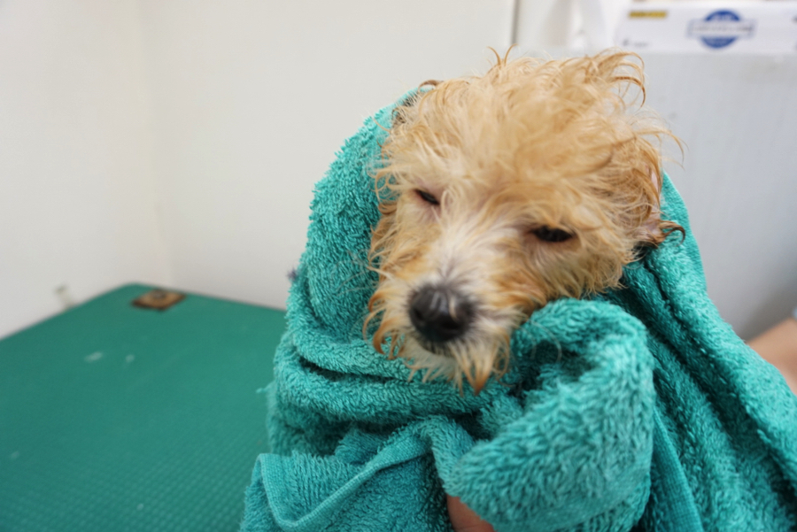 気持ちよさそうな表情（笑） | トイ・プードル - ペットショップ マルワン大倉山 神奈川県横浜市
