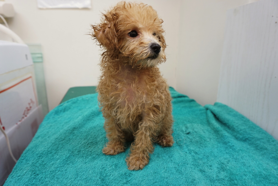 濡れるとこんな姿に | トイ・プードル - ペットショップ マルワン大倉山 神奈川県横浜市