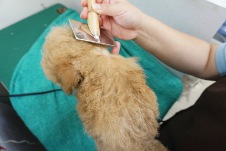 スリッカーブラシを使いながら乾かします | トイ・プードル - ペットショップ マルワン大倉山 神奈川県横浜市