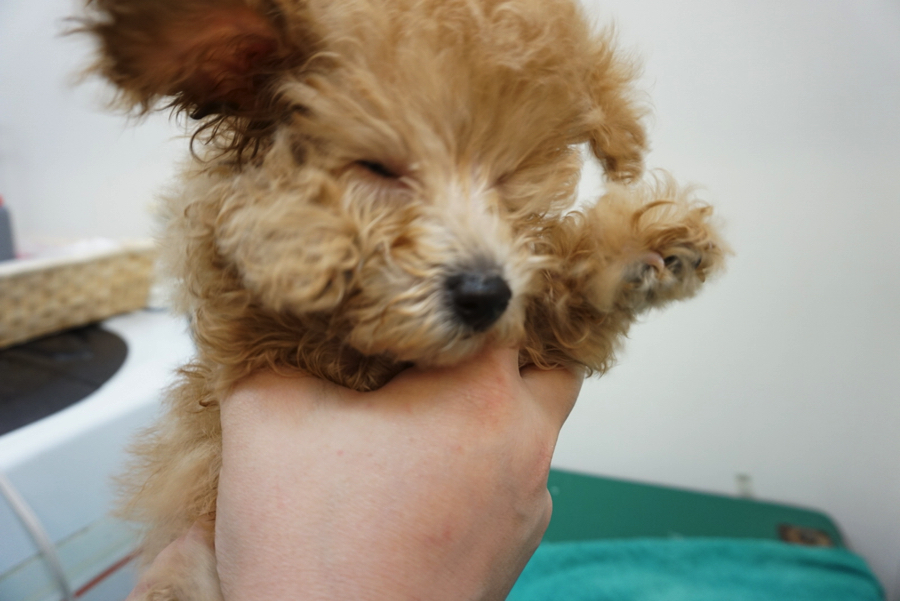 いい感じにモコモコ | トイ・プードル - ペットショップ マルワン大倉山 神奈川県横浜市