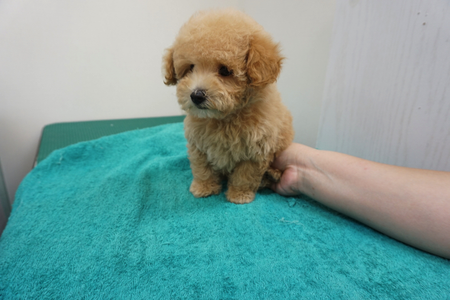 ふわっふわのトイプードルちゃん | トイ・プードル - ペットショップ マルワン大倉山 神奈川県横浜市