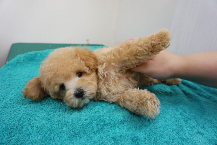 綺麗なってご満悦 | トイ・プードル - ペットショップ マルワン大倉山 神奈川県横浜市