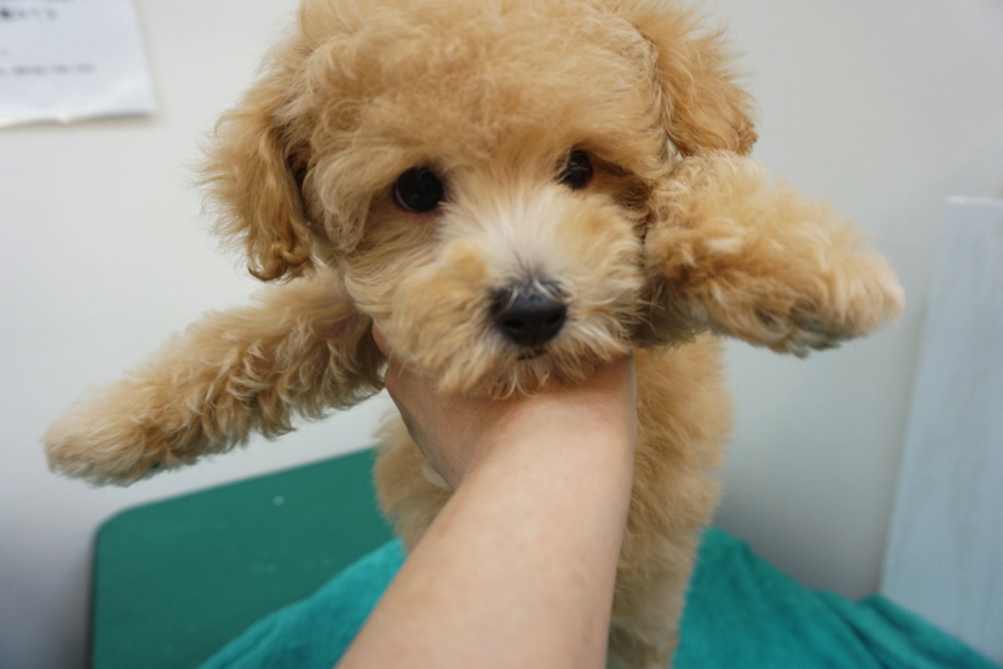 太陽みたいな元気っ子 | トイ・プードル - ペットショップ マルワン大倉山 神奈川県横浜市