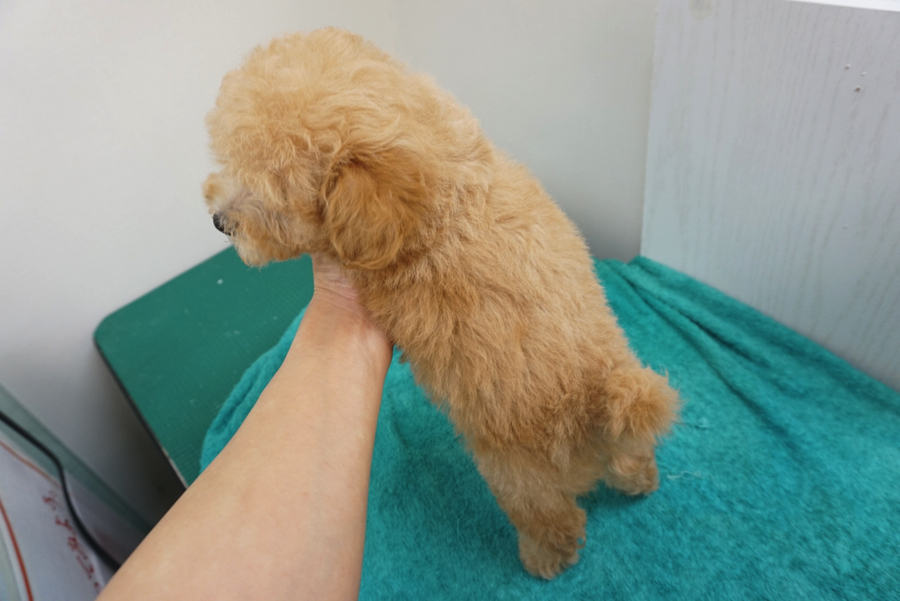 黄金色に輝く被毛が美しい | トイ・プードル - ペットショップ マルワン大倉山 神奈川県横浜市