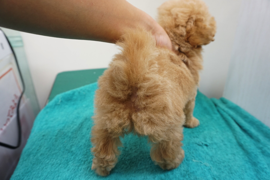 おまけの秘蔵写真 | トイ・プードル - ペットショップ マルワン大倉山 神奈川県横浜市