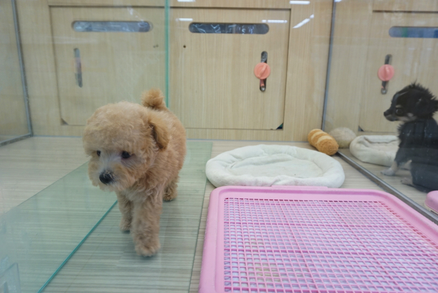 シャンプーが終わったら一目散! | トイ・プードル - ペットショップ マルワン大倉山 神奈川県横浜市