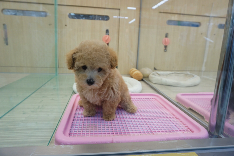おトイレの成功率は95%（まだたま〜に外しちゃう♥） | トイ・プードル - ペットショップ マルワン大倉山 神奈川県横浜市