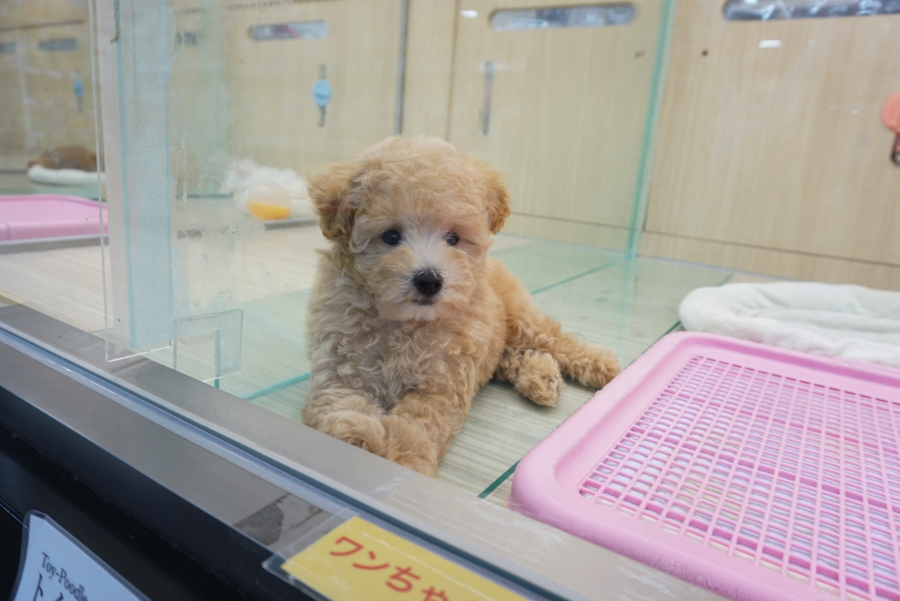 パワフルガールも充電切れ | トイ・プードル - ペットショップ マルワン大倉山 神奈川県横浜市