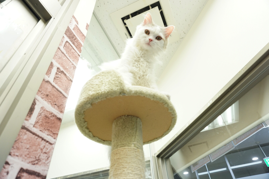 冷ややかならがにゃん…（笑） | ペットショップ マルワン大倉山 神奈川県横浜市港北区