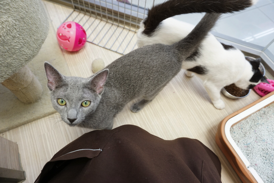見た目はワイルド!中身は甘えん坊! | ペットショップ マルワン大倉山 神奈川県横浜市港北区