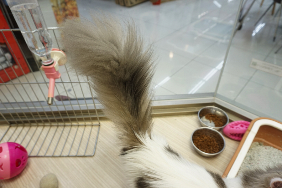 らがにゃんの立派な尻尾!! | ペットショップ マルワン大倉山 神奈川県横浜市港北区