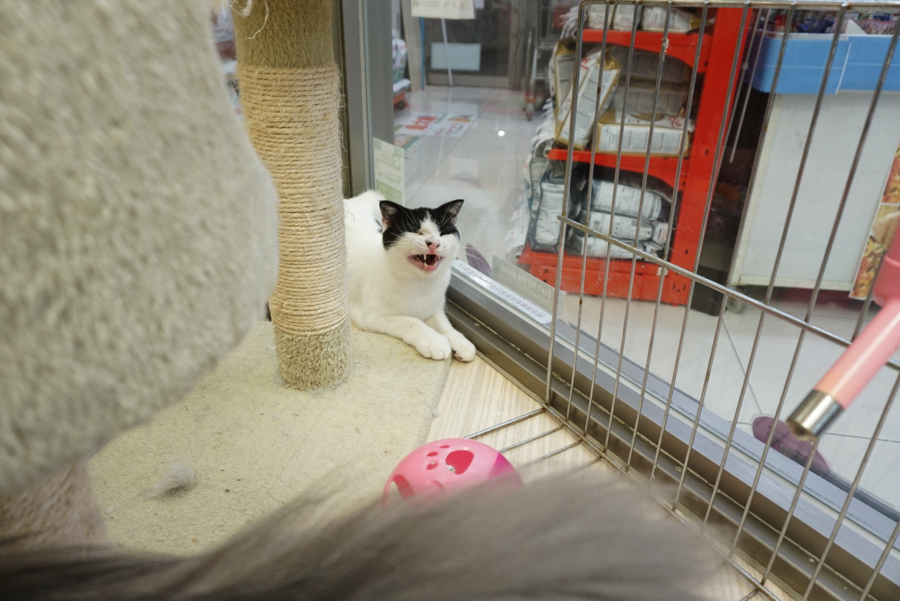 「眠たいから早く終わらせて〜」 | ペットショップ マルワン大倉山 神奈川県横浜市港北区