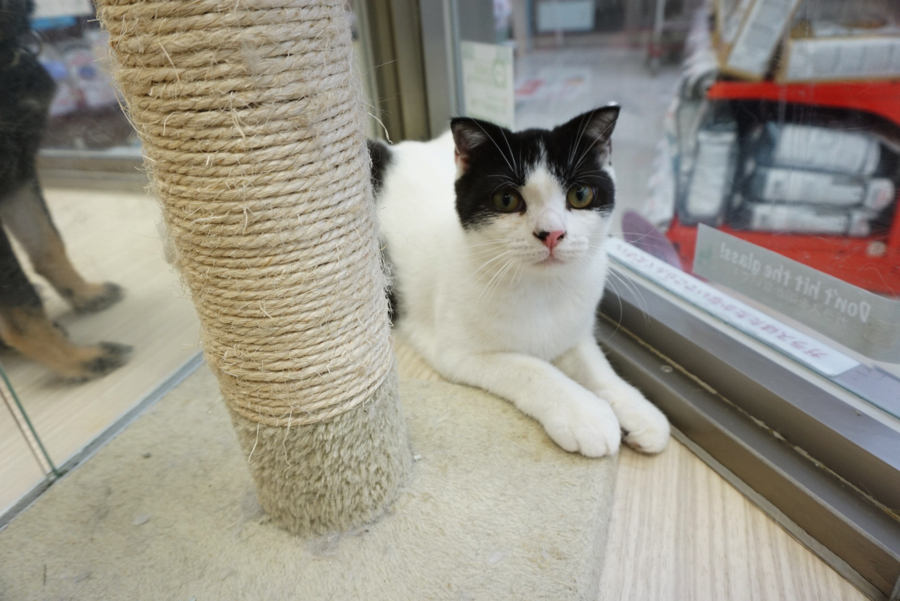 ハチワレのスコティッシュフォールド君 | ペットショップ マルワン大倉山 神奈川県横浜市港北区