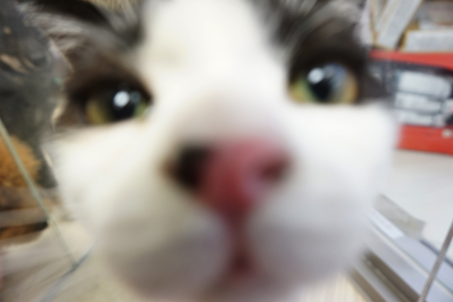 近っ! | ペットショップ マルワン大倉山 神奈川県横浜市港北区