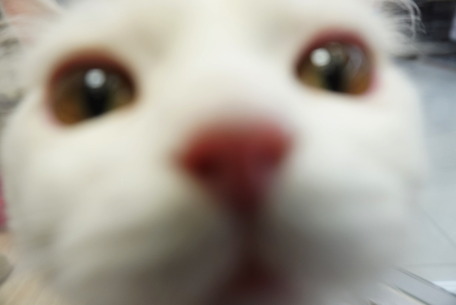 ち…近い!! | ペットショップ マルワン大倉山 神奈川県横浜市港北区