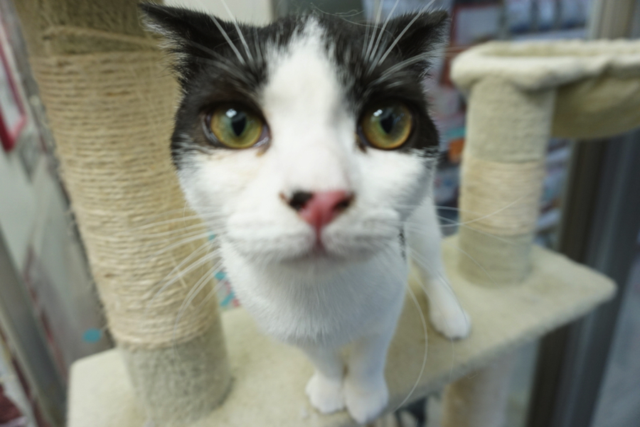 スコにゃんの体には隠れハートが | ペットショップ マルワン大倉山 神奈川県横浜市港北区