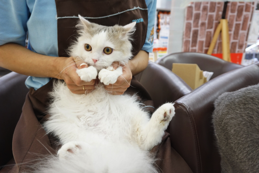 メンテナンスも嫌がらない | ペットショップ マルワン大倉山 神奈川県横浜市港北区