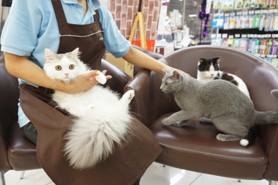らがにゃんリラックスしすぎ（笑） | ペットショップ マルワン大倉山 神奈川県横浜市港北区