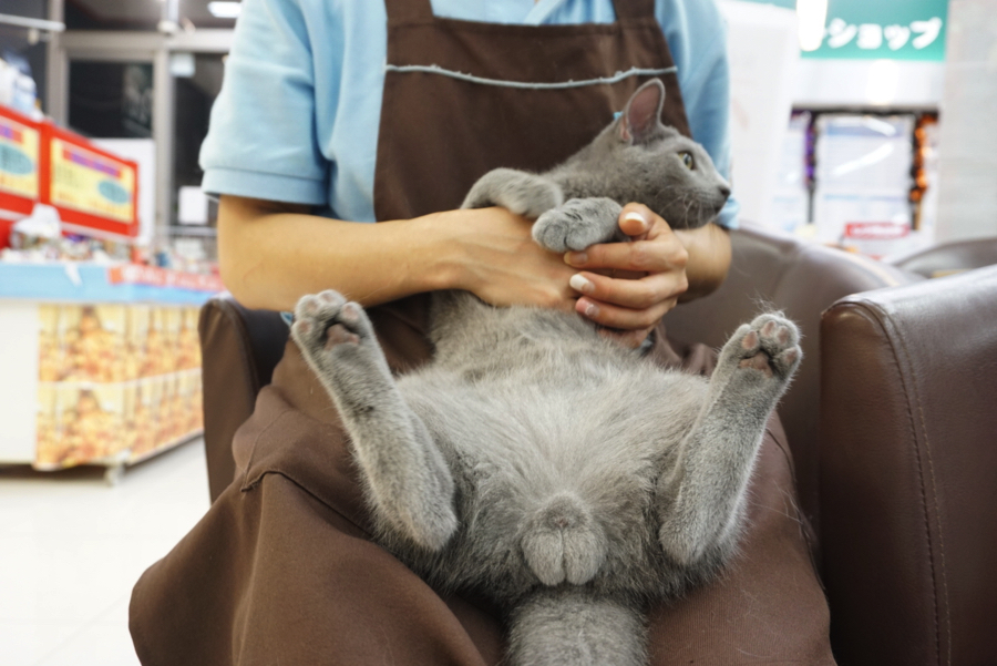 ロシにゃんの「にゃんたま♥」 | ペットショップ マルワン大倉山 神奈川県横浜市港北区