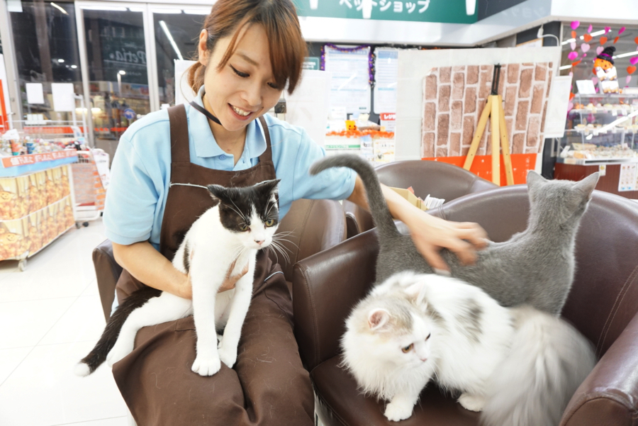 ネコちゃんにはちょっと高めの声でゆっくりと話しかけるようにしています。 | ペットショップ マルワン大倉山 神奈川県横浜市港北区