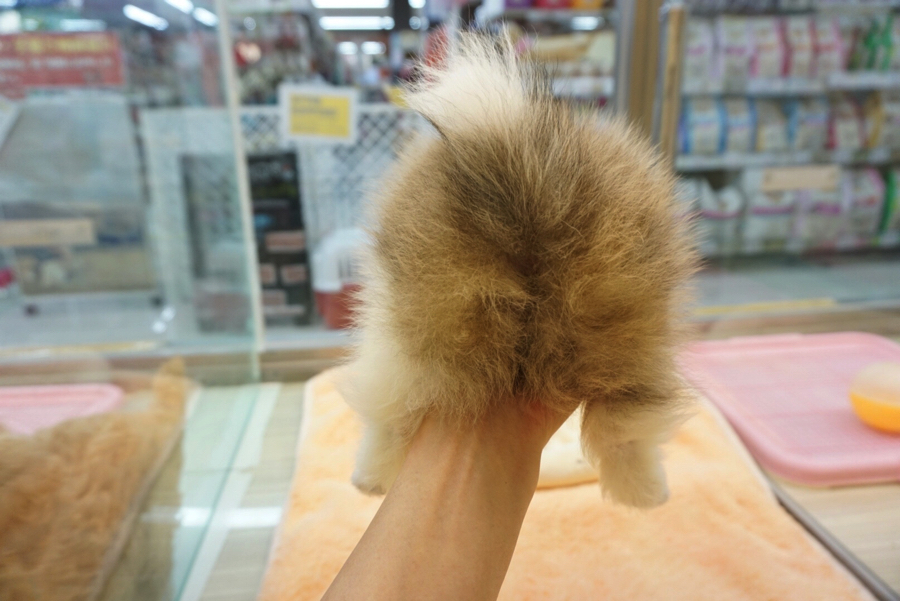 もっふもふな「ぷりけつ」 | ポメラニアン - ペットショップ マルワン大倉山 神奈川県横浜市港北区