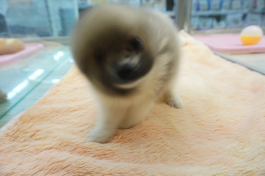 決定的瞬間の「ポメドリル」を激写！ | ポメラニアン - ペットショップ マルワン大倉山 神奈川県横浜市港北区