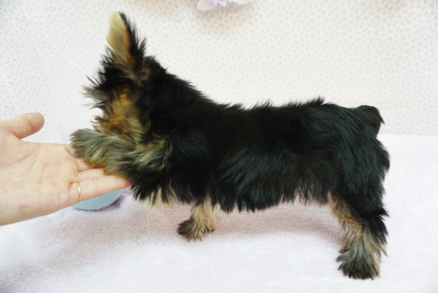 ヨークシャーテリア - ペットショップ マルワン大倉山 神奈川県横浜市港北区