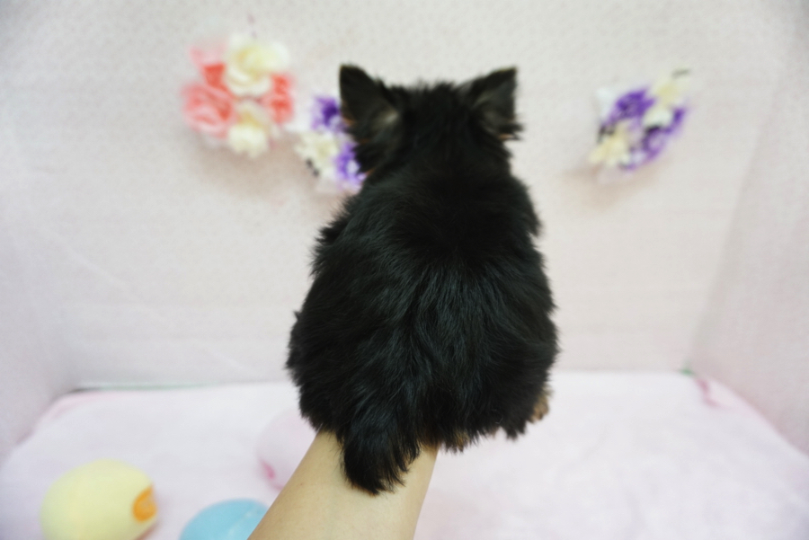 ヨークシャーテリア - ペットショップ マルワン大倉山 神奈川県横浜市港北区