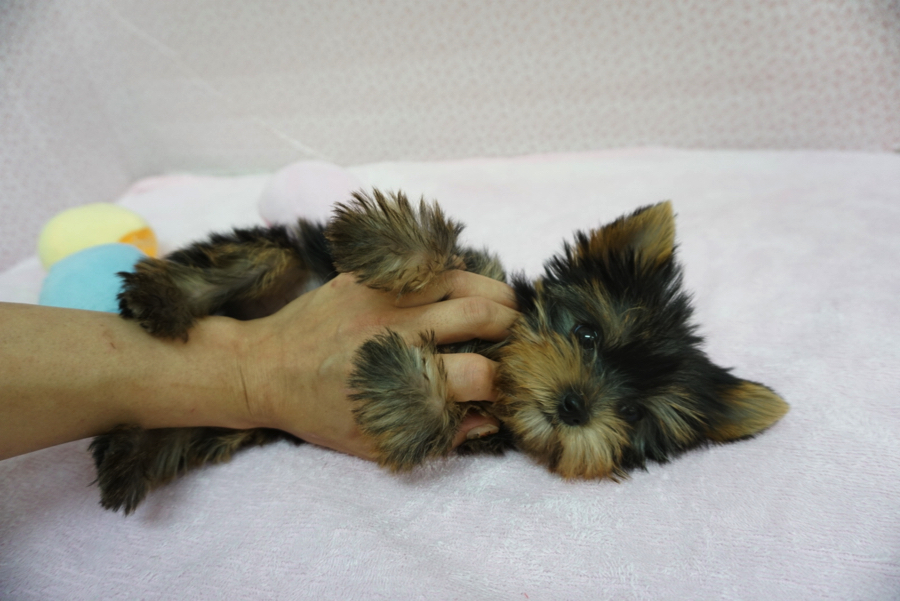 ヨークシャーテリア - ペットショップ マルワン大倉山 神奈川県横浜市港北区