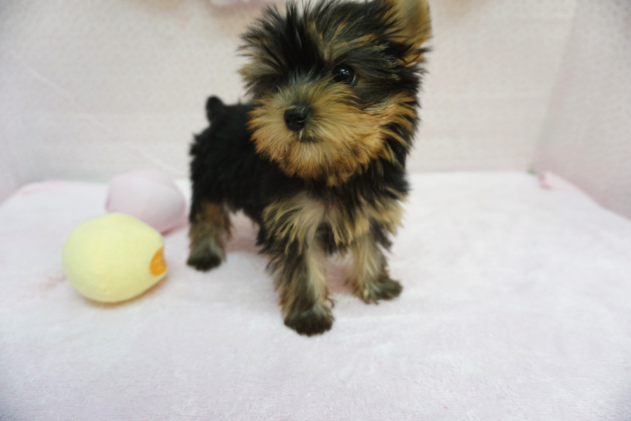 ヨークシャーテリア - ペットショップ マルワン大倉山 神奈川県横浜市港北区