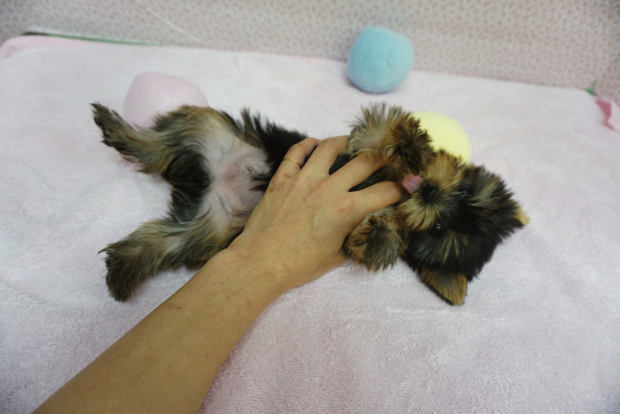 ヨークシャーテリア - ペットショップ マルワン大倉山 神奈川県横浜市港北区