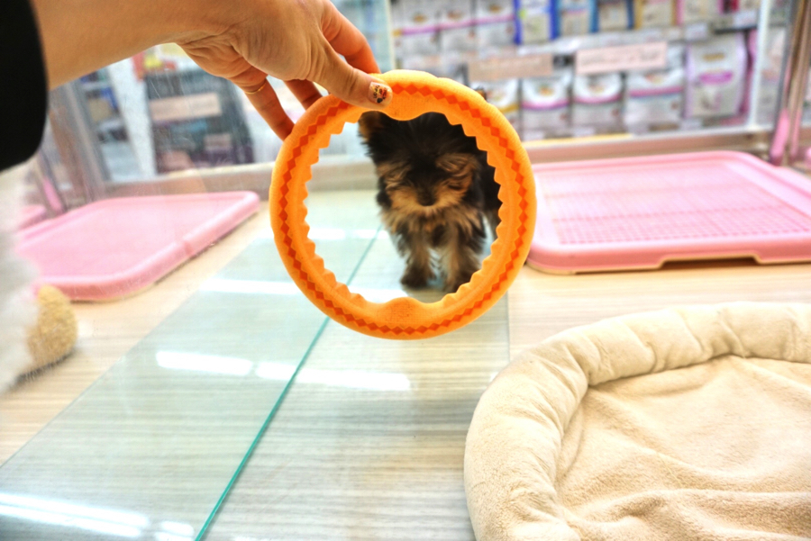 ヨークシャーテリア - ペットショップ マルワン大倉山 神奈川県横浜市港北区