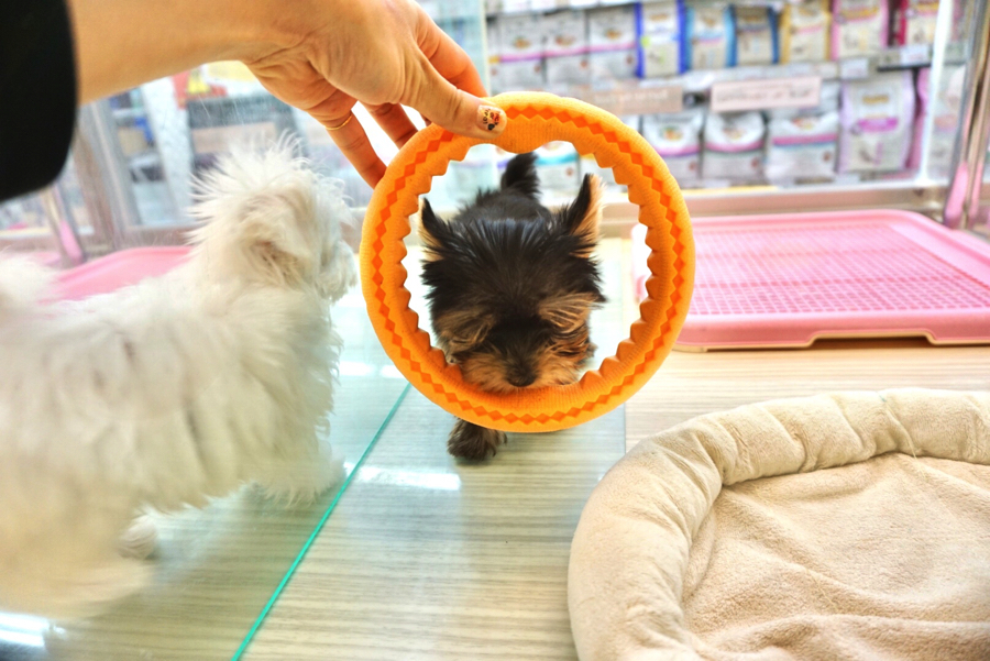 ヨークシャーテリア - ペットショップ マルワン大倉山 神奈川県横浜市港北区