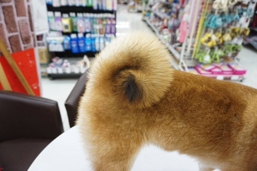 柴ちゃん達のご紹介! - ペットショップ マルワン大倉山 神奈川県横浜市港北区