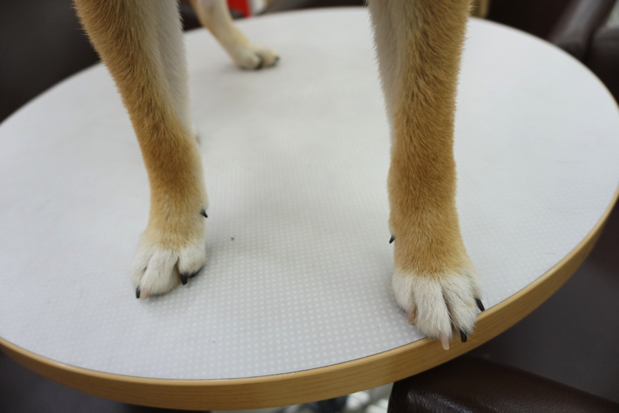 柴ちゃん達のご紹介! - ペットショップ マルワン大倉山 神奈川県横浜市港北区