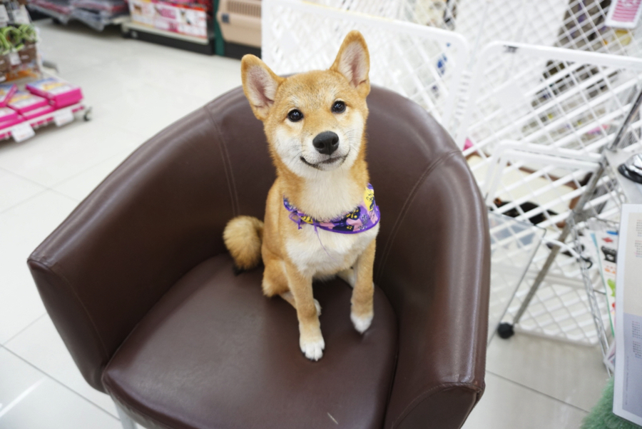 柴ちゃん達のご紹介! - ペットショップ マルワン大倉山 神奈川県横浜市港北区