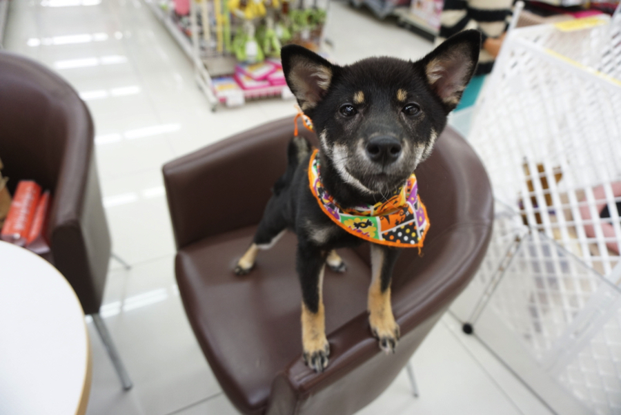 柴ちゃん達のご紹介! - ペットショップ マルワン大倉山 神奈川県横浜市港北区