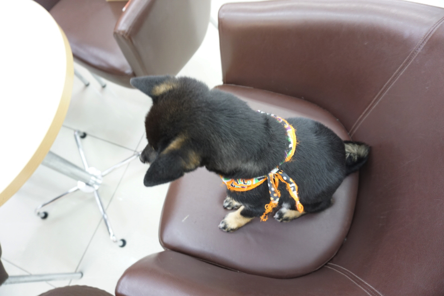 柴ちゃん達のご紹介! - ペットショップ マルワン大倉山 神奈川県横浜市港北区