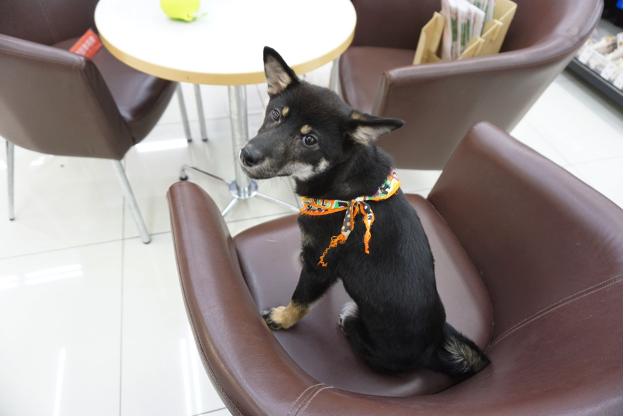 柴ちゃん達のご紹介! - ペットショップ マルワン大倉山 神奈川県横浜市港北区