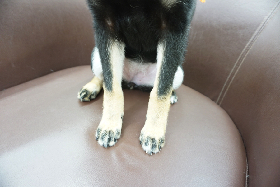 柴ちゃん達のご紹介! - ペットショップ マルワン大倉山 神奈川県横浜市港北区