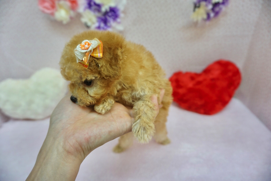 「小型犬＝プルプルしてる」イメージ？トイ・プードルちゃんは真逆! | ティーカッププードル - ペットショップ マルワン大倉山 神奈川県横浜市港北区